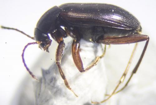 Réf. 204 826 : Choleva sp.